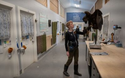 How Teton Raptor Center staff help protect top of avian food chain