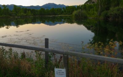 The ups and downs of the Greater Yellowstone’s most iconic bird and how Jacksonites are saving it