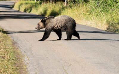 Wilson bear first local relocation this year