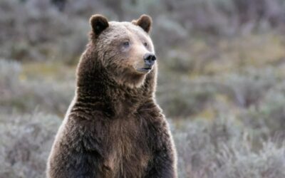 Warm days aren’t ruining bruin sleep, but hikers might