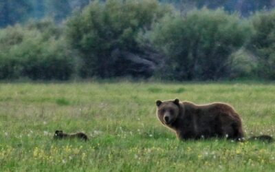 Grizzly 399 wasn’t your average bear. She got a rare farewell — by cremation