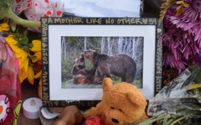 Grizzly 399 was a rarity, for advocates and wildlife managers