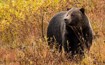 Environmentalists call for more grizzly protections with delisting on the horizon