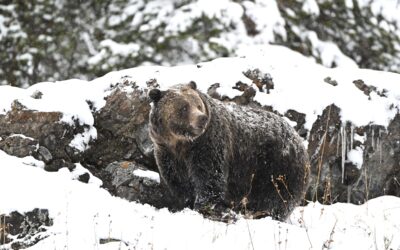 Grizzly bears will remain on the endangered species list in the Northern Rockies