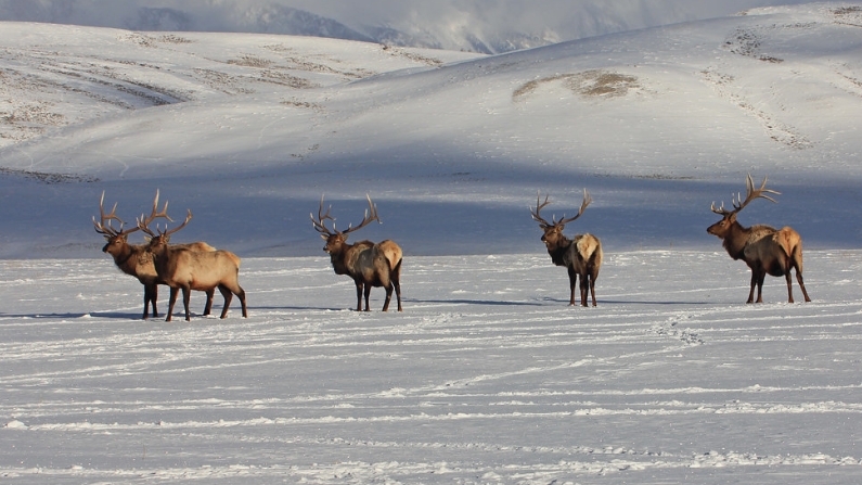 Wyoming finds chronic wasting disease on an elk feedground for the first time