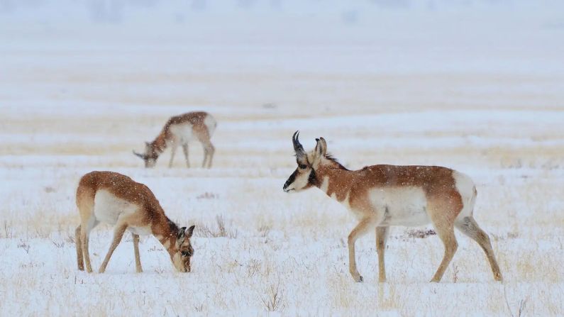 $21 million in federal funds for conservation frozen