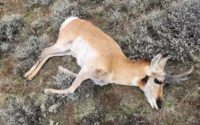 12 pronghorn shot and left to waste north of Kemmerer