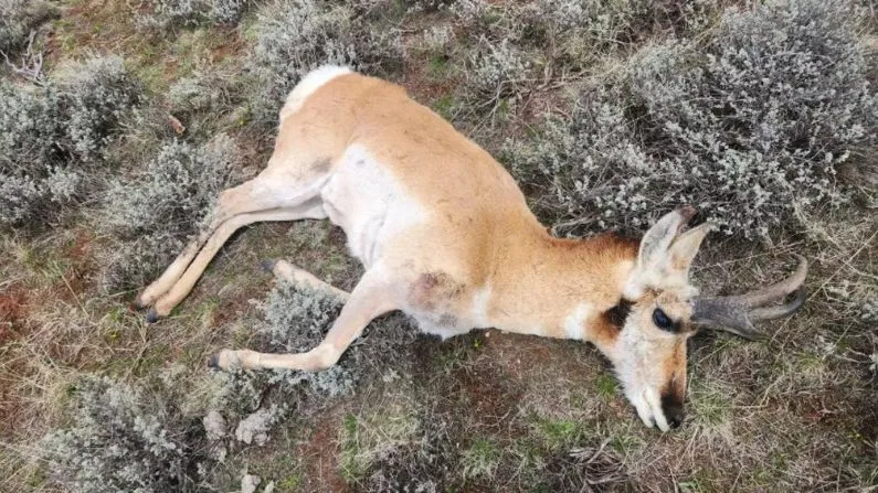 12 pronghorn shot and left to waste north of Kemmerer