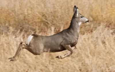 Cody area hunters share concerns about CWD in mule deer community meetings