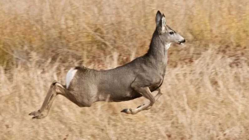Cody area hunters share concerns about CWD in mule deer community meetings