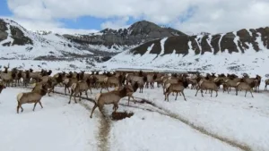 Elk feedground in Wyoming