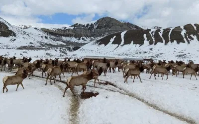 Empty winter ranches could mean healthier elk, cattle