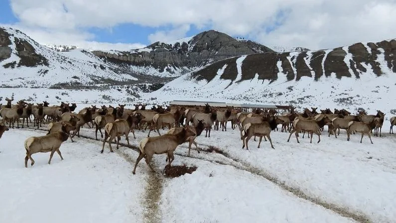 Empty winter ranches could mean healthier elk, cattle