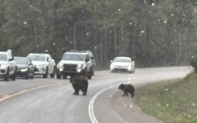 2 grizzly cubs found dead in Grand Teton