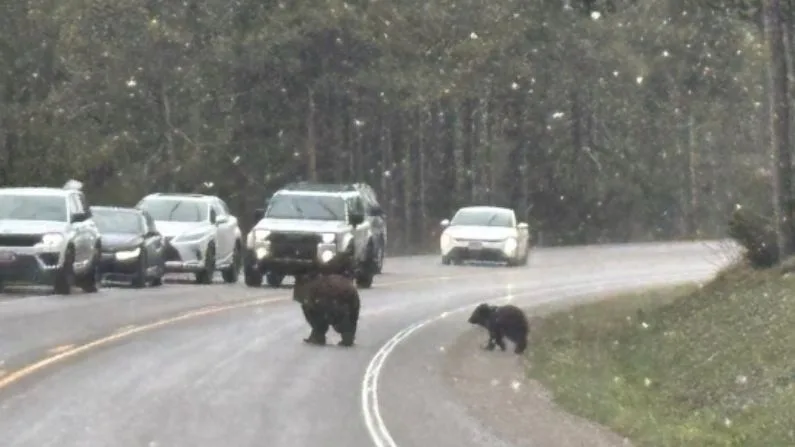 2 grizzly cubs found dead in Grand Teton