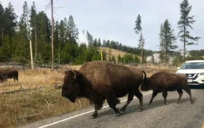 Florida man gored by a bison in Yellowstone in first incident of the season