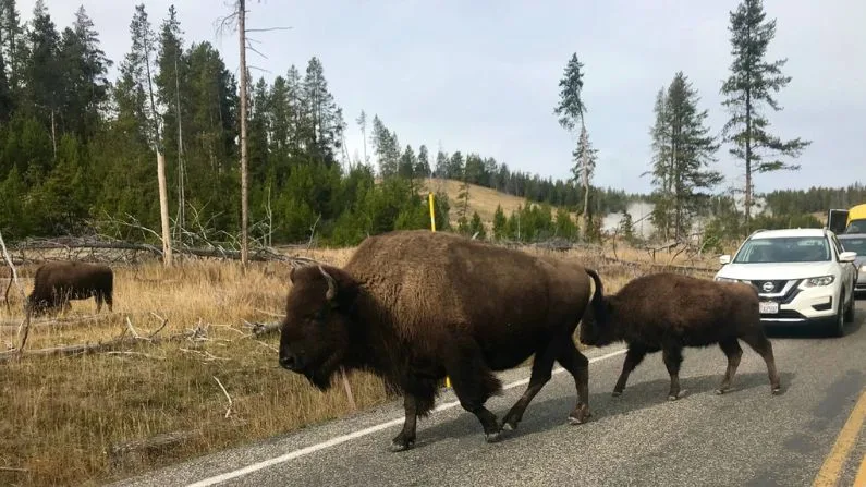Florida man gored by a bison in Yellowstone in first incident of the season