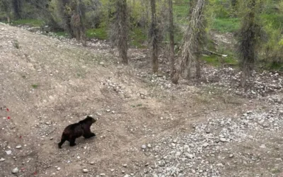 Grizzly avoids road, uses new wildlife crossing near Wilson