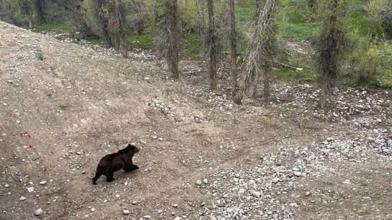 Grizzly avoids road, uses new wildlife crossing near Wilson