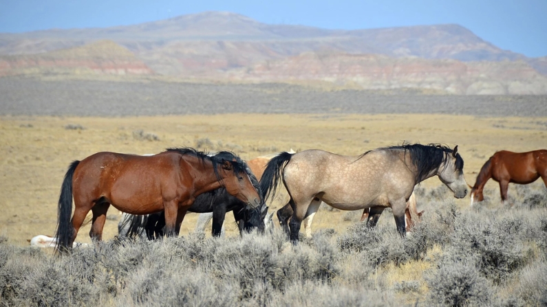 BLM OKs roundup of much of southwest Wyoming’s wild horses