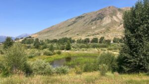 Karns Meadow in Summer