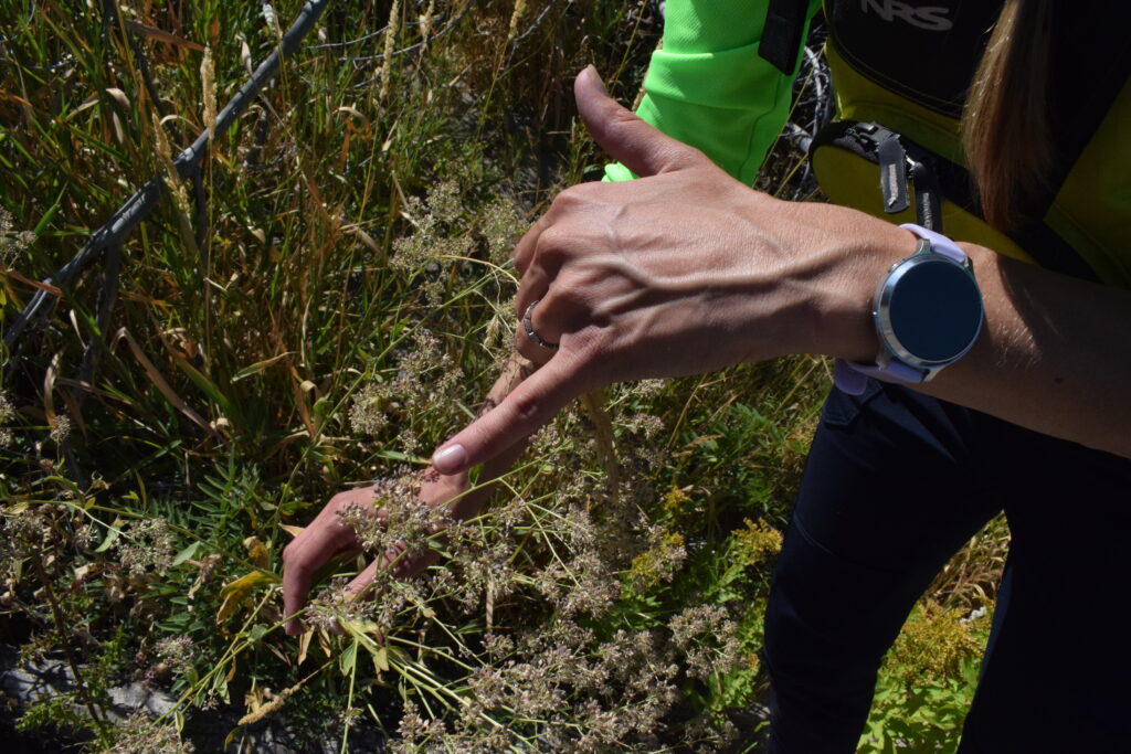 Kelsey Mitchell, a biologist at Teton County Weed and Pest, points to the flowering on a perennial pepperweed plant Fenton found. Fenton is also trained to sniff out invasive Salt Cedar, however, it’s a lot more rare to find. (Dante Filpula Ankney / KHOL)