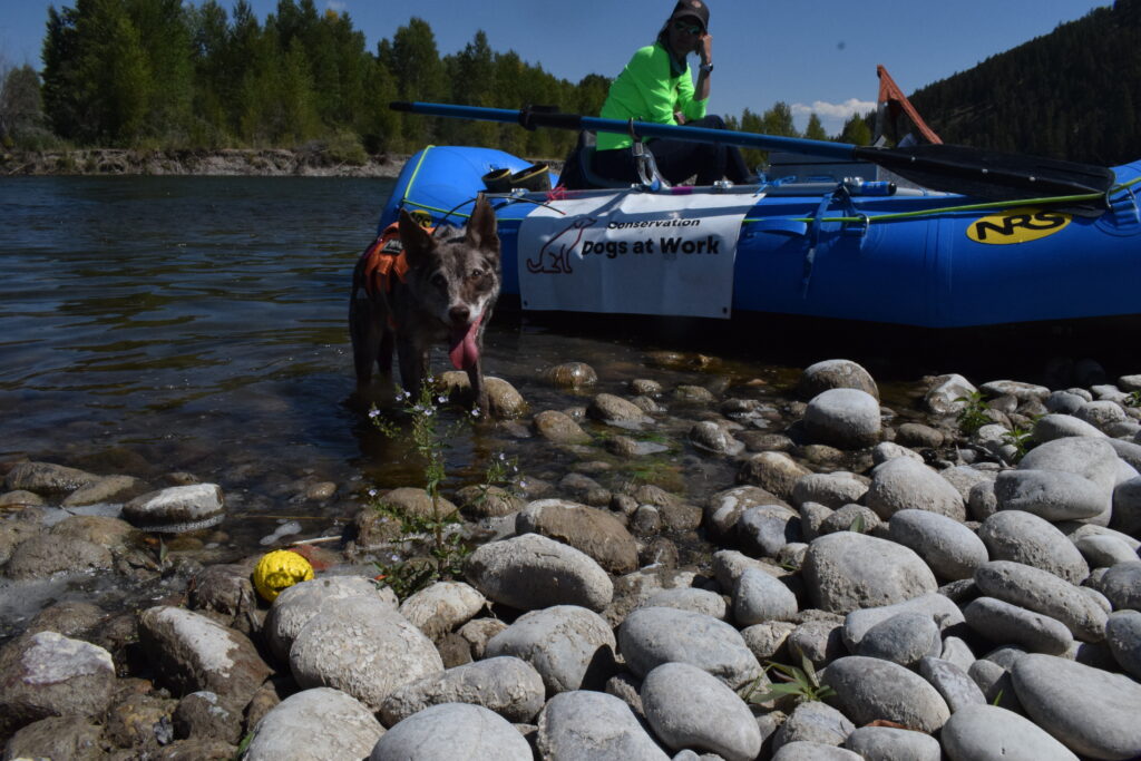 Fenton’s reward for a job well done is a squishy yellow ball he places at the feet of anyone willing to give it a toss. But his colleague, Aimee Hurt, said not too far. The river rock hurt his feet. (Dante Filpula Ankney / KHOL)  