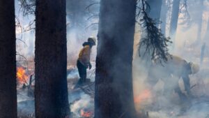 Firefighters in the Bridger-Teton National Forest help manage a prescribed burn amid snow and small flames on the ground.