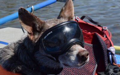 The four-legged conservationists keeping Snake River, Teton County healthy