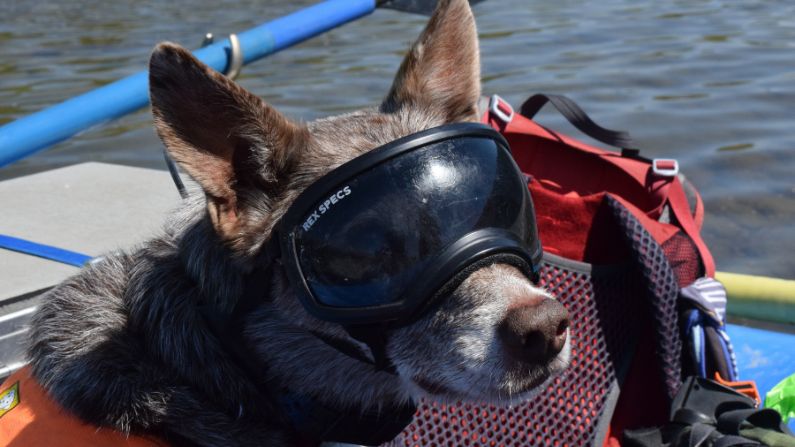 Fenton, a border-collie mix, found a home with Working Dogs for Conservation in Missoula, Montana, after missing the cut to become a disaster search dog in California. He wears goggles from Rex Specs, a business founded in Jackson Hole, to protect his sensitive eyes. (Dante Filpula Ankney / KHOL News)