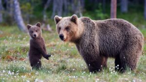 More than 50,000 grizzly bears roamed across the lower 48 states, but today fewer than 2,000 bears occupy less than 4% of their historic habitat. (Adobe Stock)