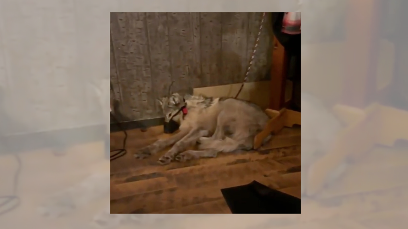 Inside the courtroom for the first hearing on Wyoming’s wolf cruelty case
