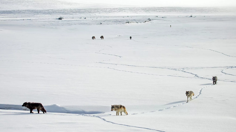 What happens when wolves leave Yellowstone: Reporter roundtable