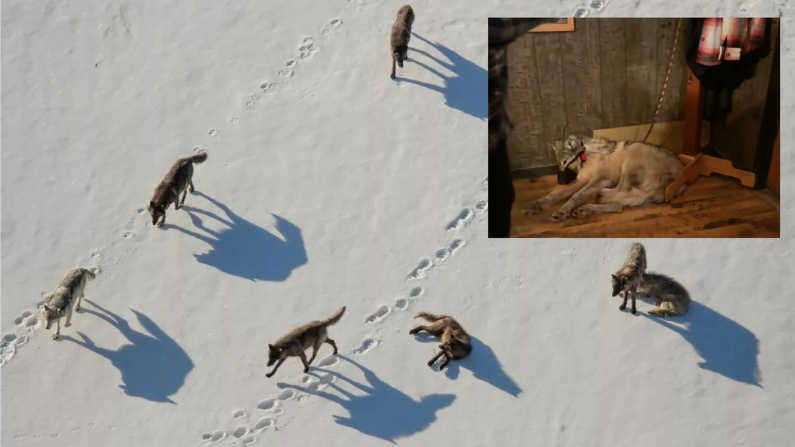 Sublette County man enters ‘not guilty’ plea for felony animal cruelty over wolf treatment