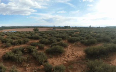 Utah youth sue state oil and gas agency, alleging violations of rights to life, safety, and health