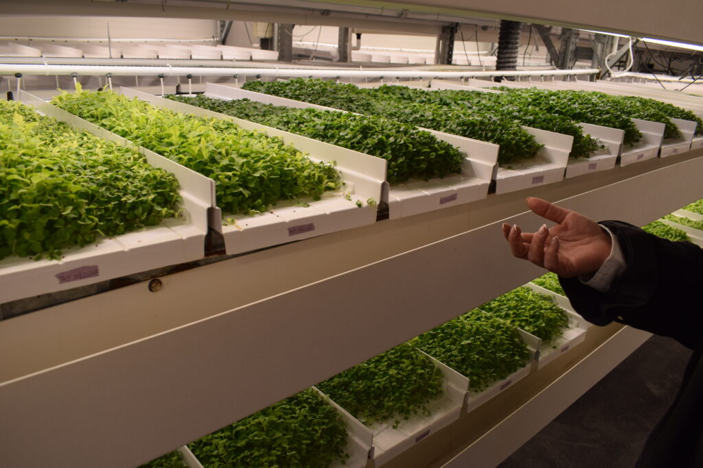 Microgreens in Jackson's Vertical Harvest. 