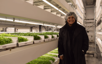 Following 2-year farming lull, Vertical Harvest flagship ramps up