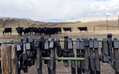 Ranchers switching to virtual fences get help from carbon credit programs