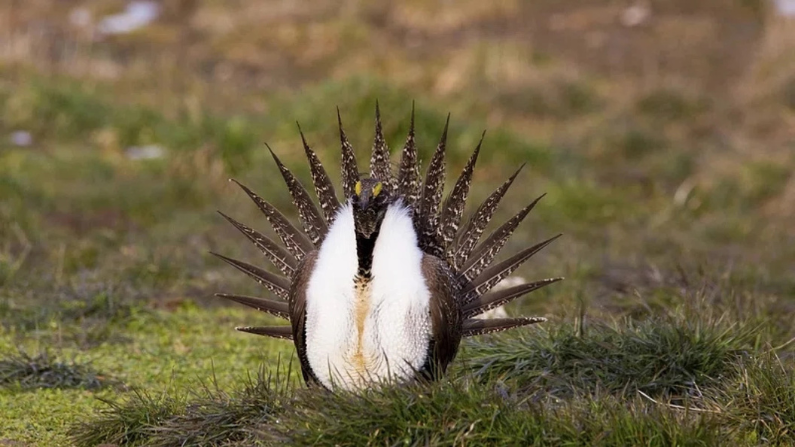sage grouse