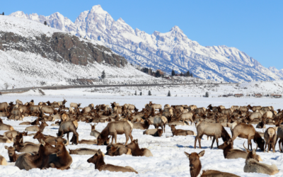 Elk management planners seek public input
