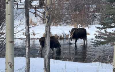 Moose count offers glimpse at declining population
