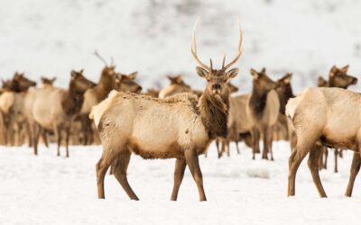 As Wyoming’s elk are weaned off feedgrounds, state releases plan for Jackson Herd