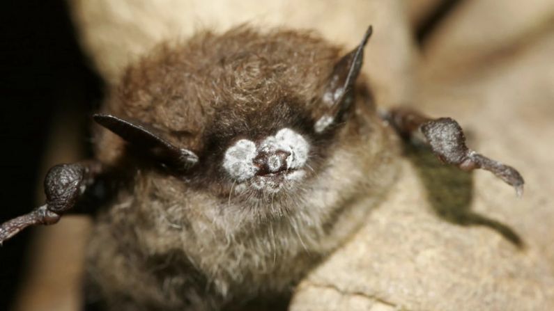 First rabies detection of the year was in Sheridan County