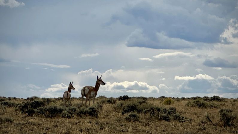 Members of the Sublette pronghorn herd in the migration route's East of Farson segment, which was proposed to be carved off from the protections. (Caitlin Tan / Wyoming Public Media)