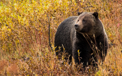 The Trump administration’s new grizzly management proposal, explained