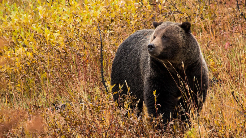 The Trump administration’s new grizzly management proposal, explained