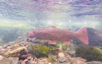 Yellowstone elevates partial closures to full closures to protect fish