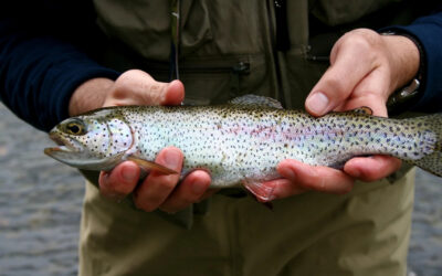 Yellowstone will close Buffalo Creek to remove invasive rainbow trout