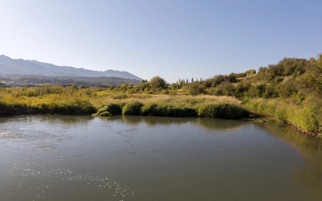 Game and Fish looking into mass die-off of fish in Salt River