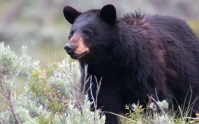 State investigates after hiker walks away from bear attack on Teton Pass